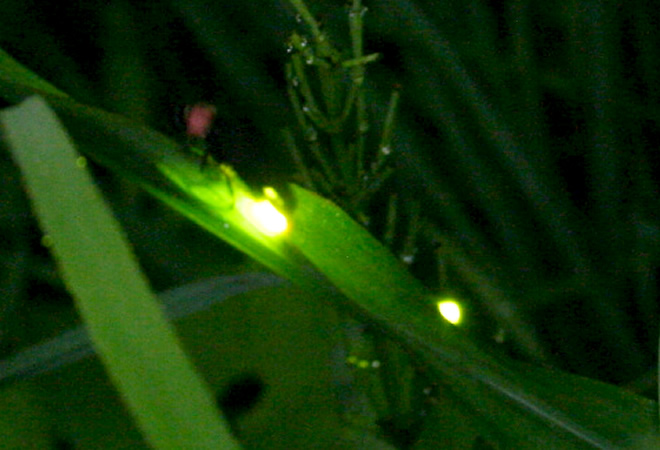 ホタル公園・大樽川